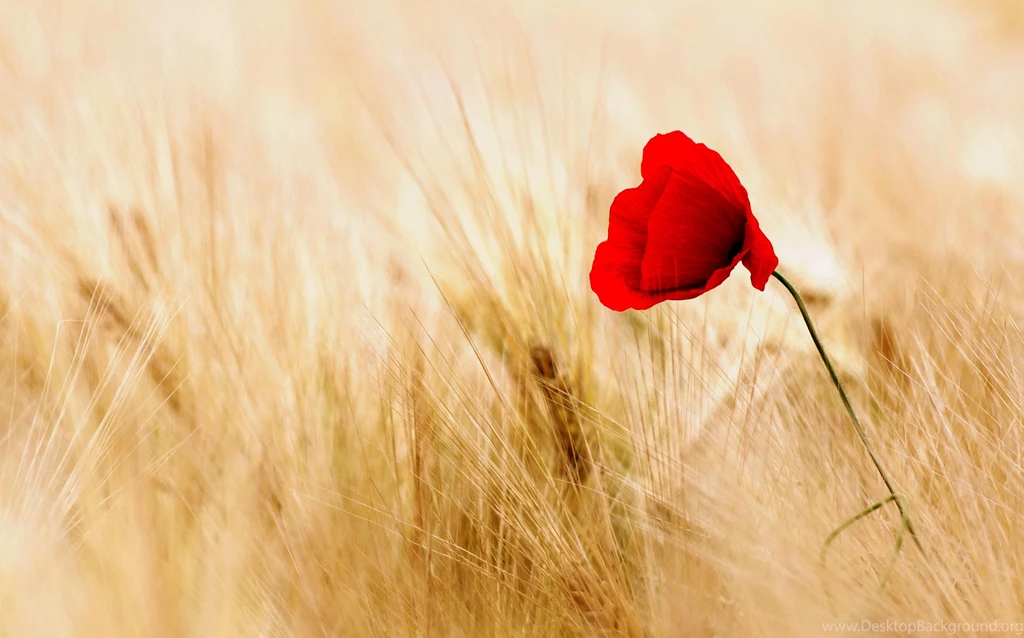 Single Poppy (