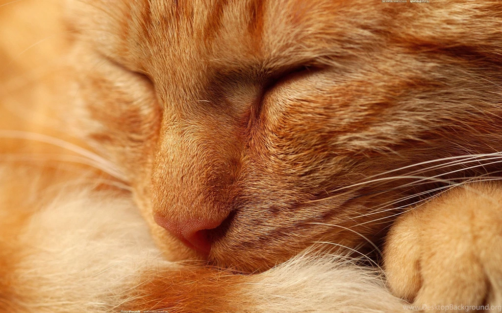 Orange Cat Wallpapers