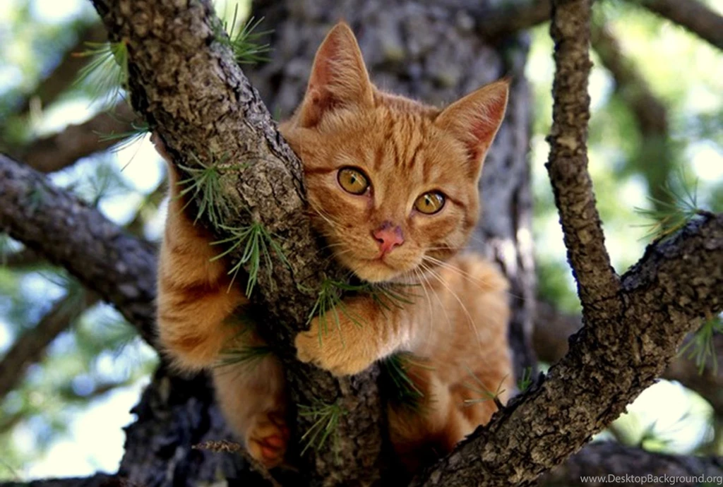 Orange Cat Hugging Tree Wallpaper Backgrounds
