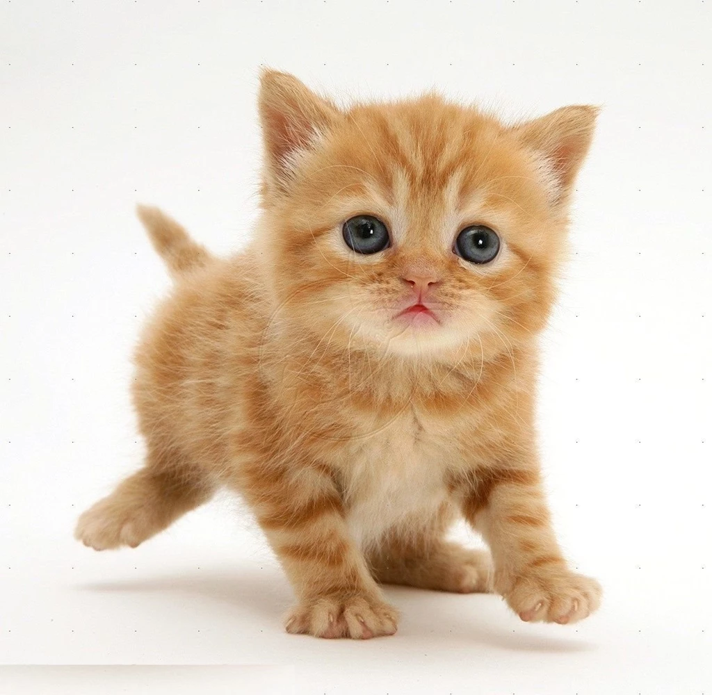 Tabby Cat HD Wallpapers, Tabby Cat Photos, New Wallpapers