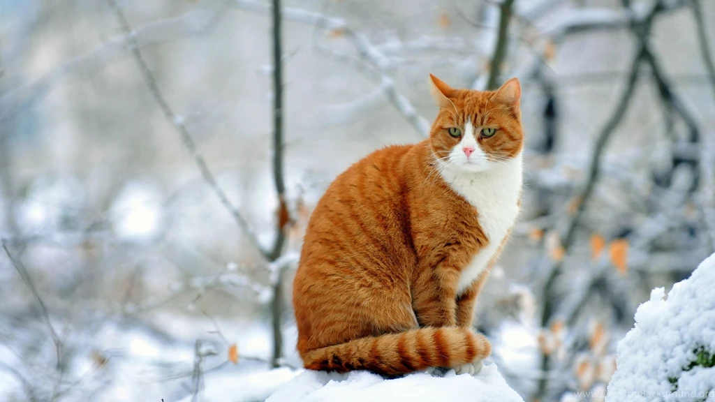 Orange cat in the snow animal hd wallpaper 2560x1440 30805.jpg