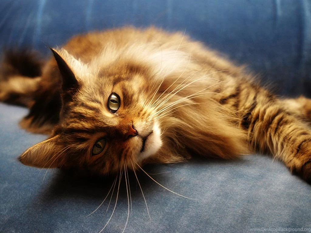 Maine Coon Cat Personality, Characteristics And Pictures ...