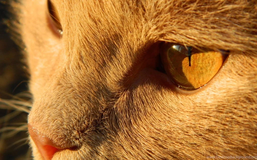 Orange Cat Wallpapers