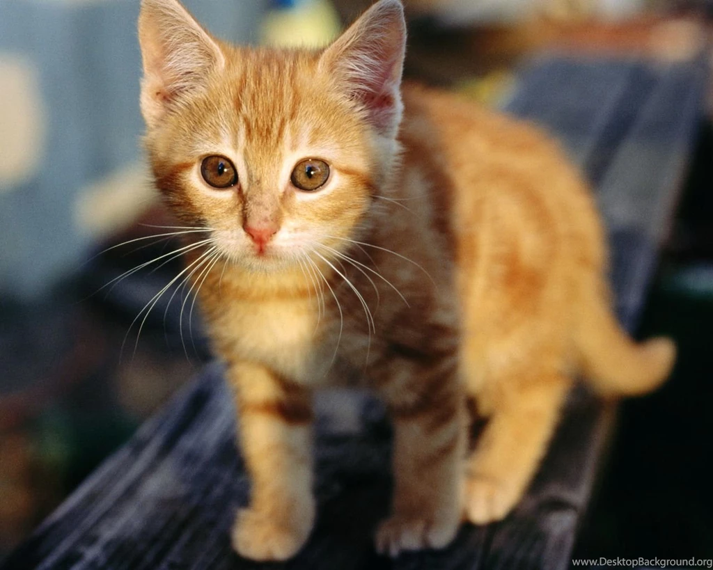 Strictly Wallpaper: Wallpapers For Cat Lovers 4