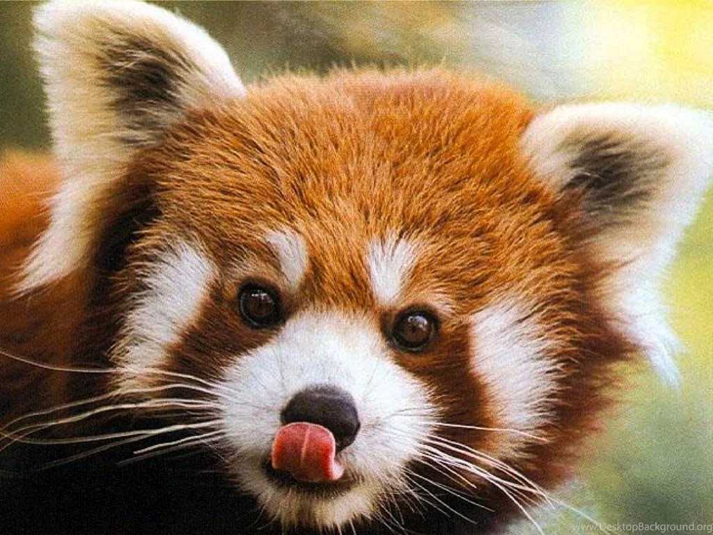 Red Panda Wallpapers Animals Town