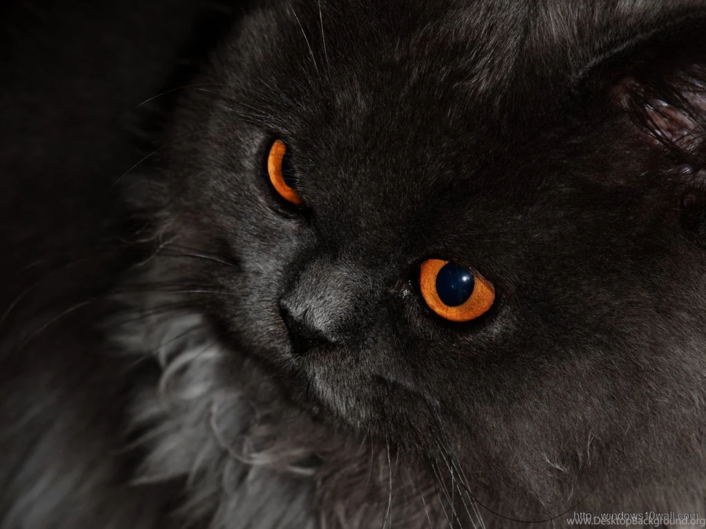 Black Cat With Orange Eyes HD Wallpapers – Windows 10 Wallpapers