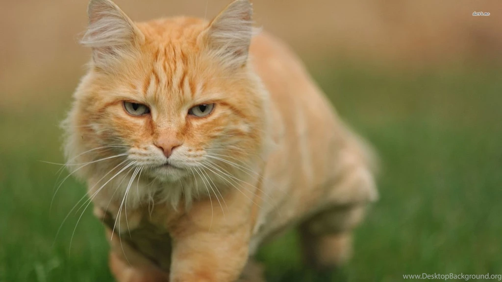 Orange Cat In The Grass Wallpapers   Animal Wallpapers