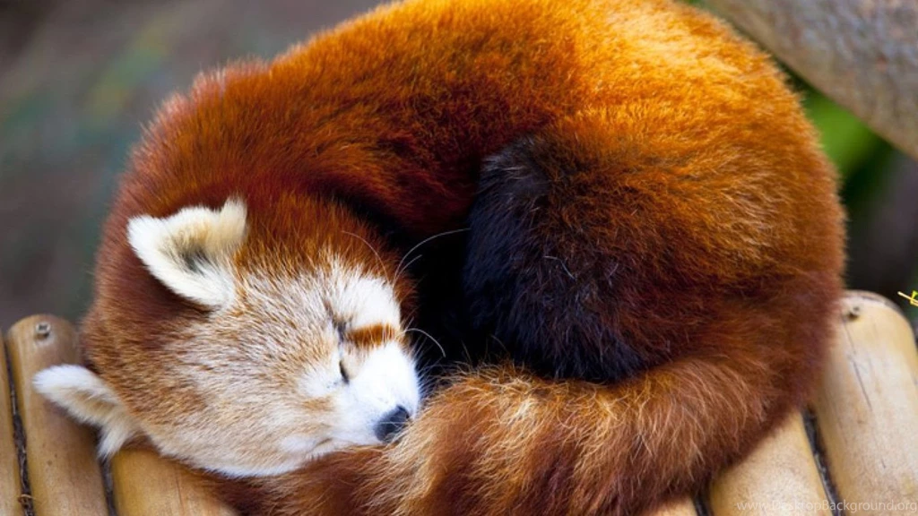 Cute Red Panda Wallpaper.