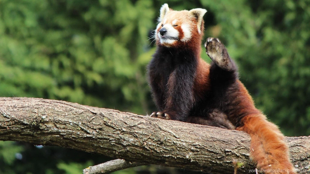 Red Panda (