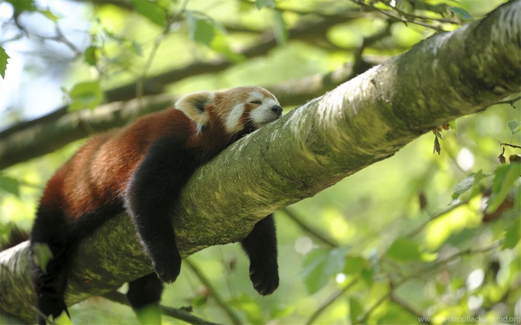 Lazy Red Panda Wallpapers