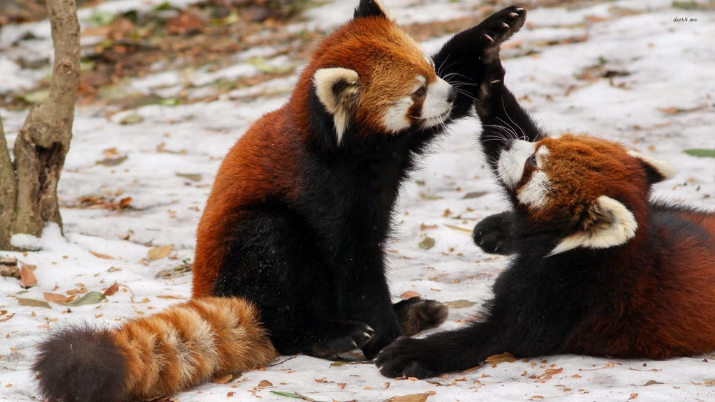 Red Pandas High Five HD Wallpapers Cool Wallpapers