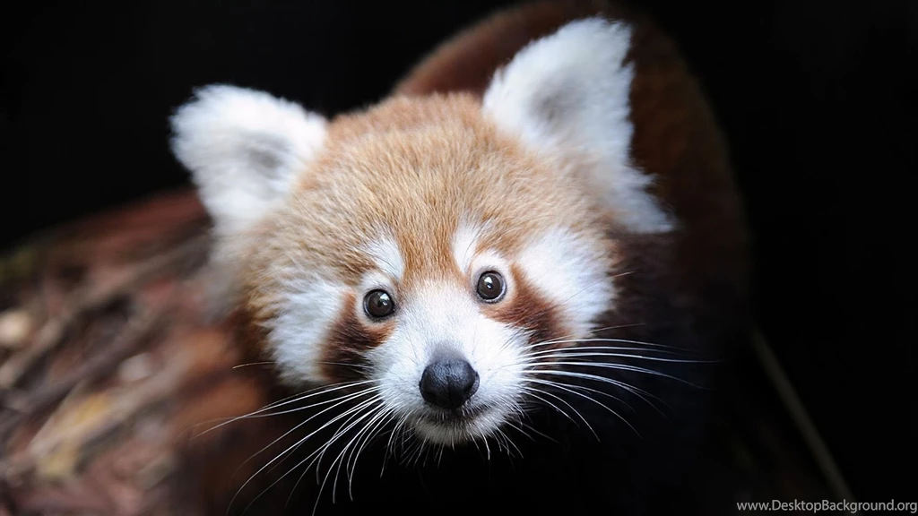 1920x1080 Red Panda Wallpapers