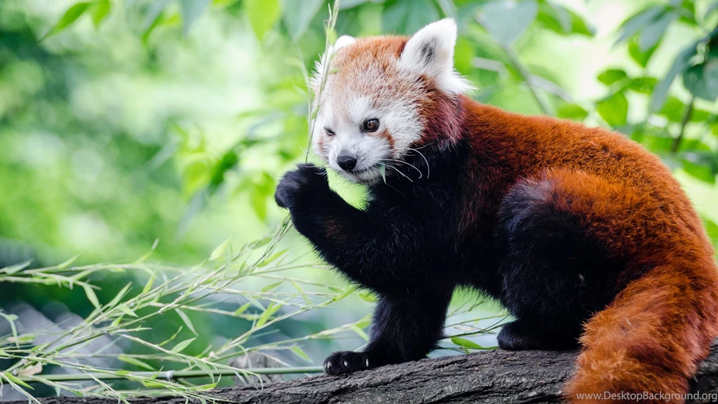 Red Panda Wallpapers :: HD Wallpapers