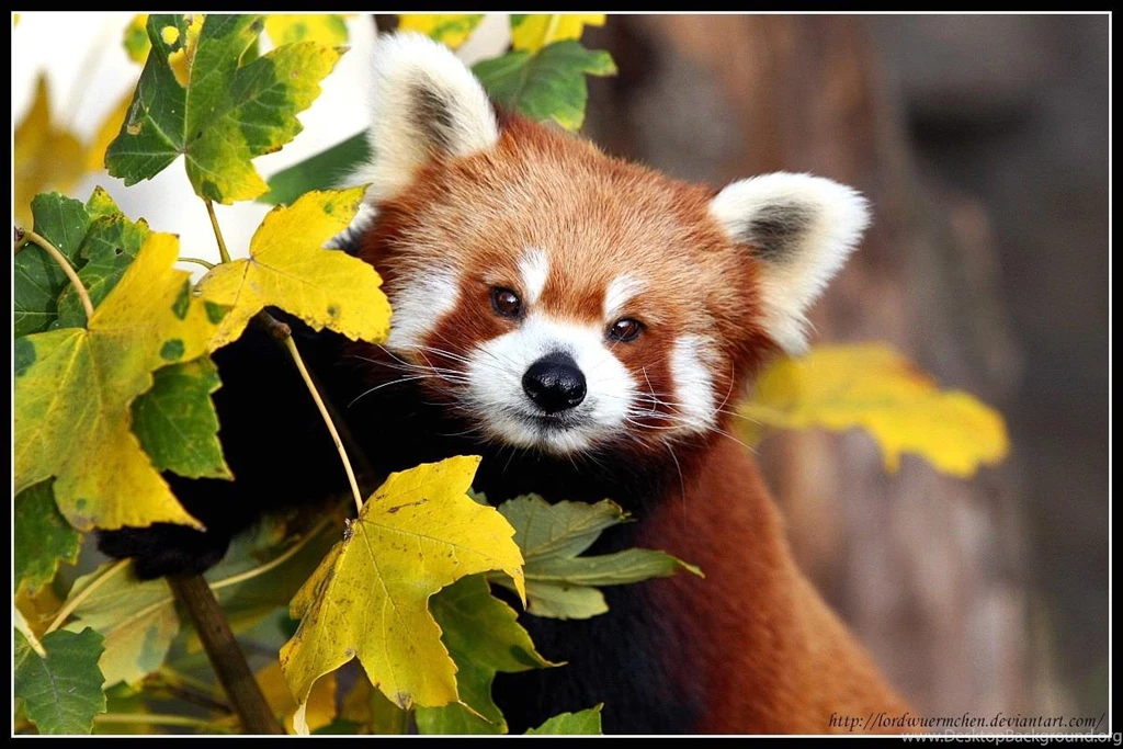 Wallpapers Beautiful Red Panda 1200 X 800 Animals Pets Puppies ...
