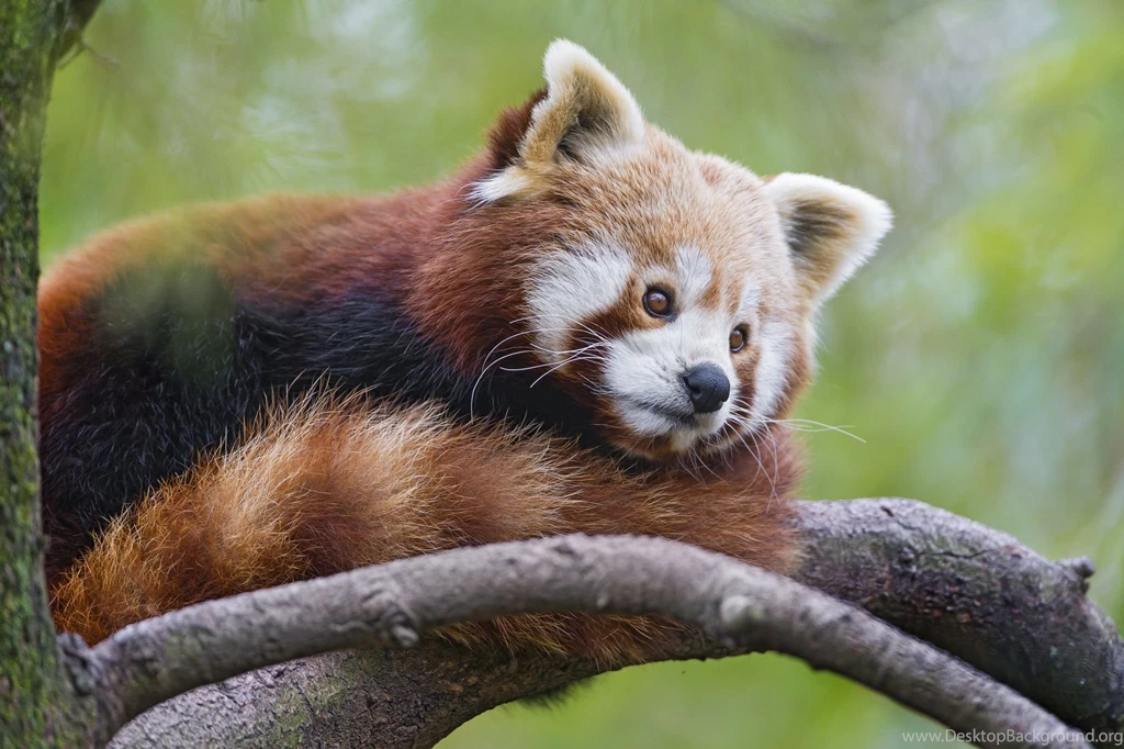 Red Panda Wallpaper.