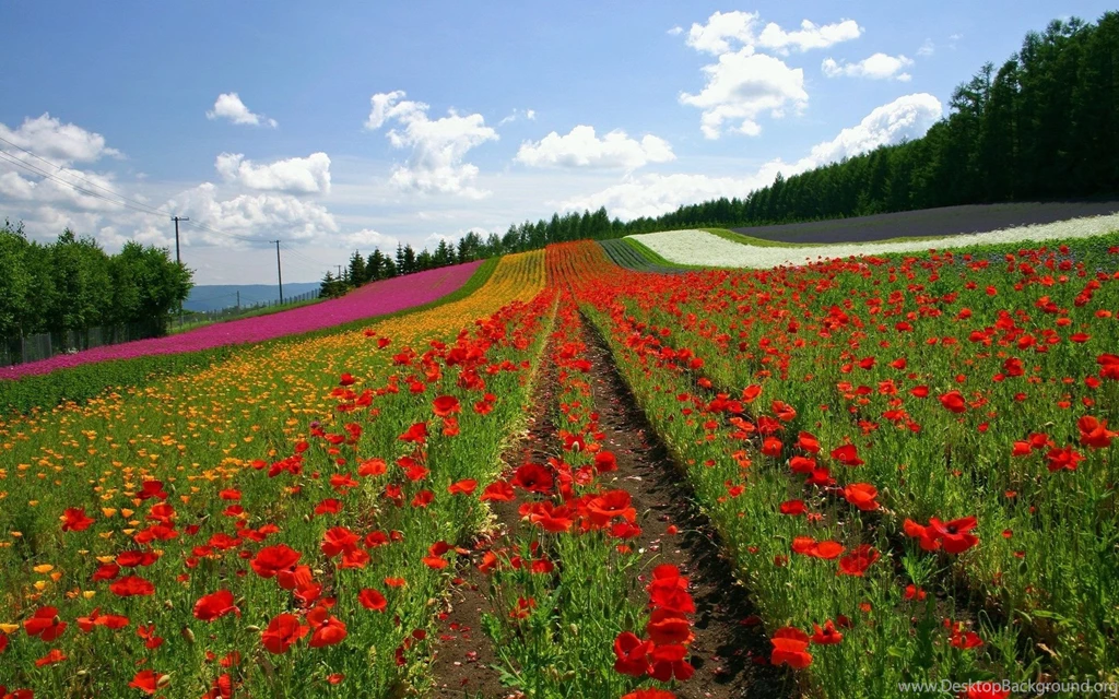 Wallpapers Beautiful Flowers Gardens Garden Widescreen 1920x1200 ...