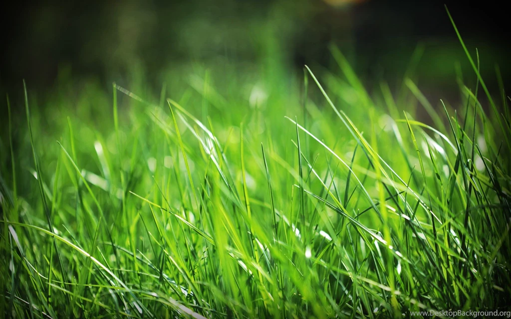 Green grass beautiful widescreen wallpapers in hd free