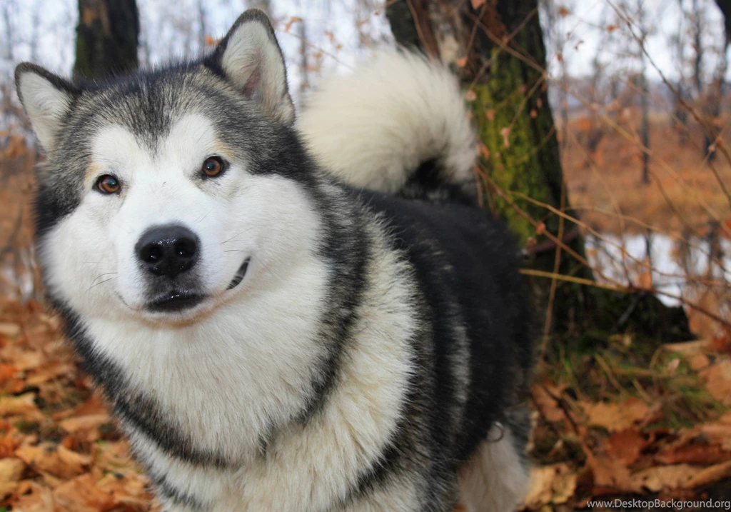 Alaskan Malamute Wallpapers   Wallpapers Cave