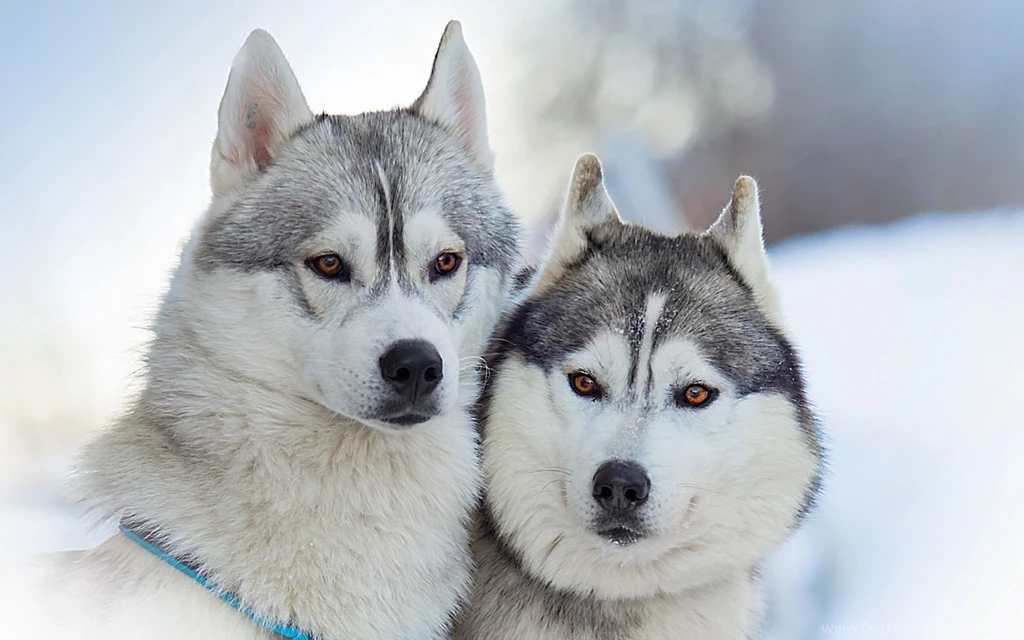 Portrait Of Alaskan Malamutes Wallpapers And Images   Wallpapers ...