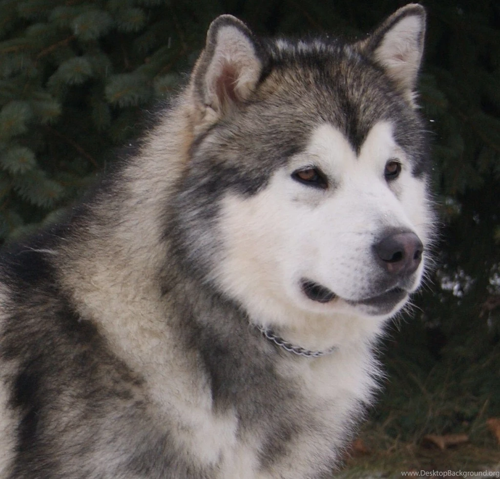 Grey Alaskan Malamute Dog Photo And Wallpaper. Beautiful Grey ...
