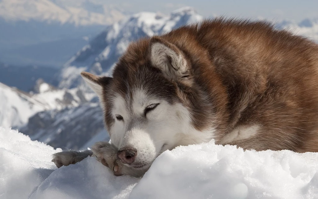 Sleeping Alaskan Malamute 1920 X 1200 Wallpapers