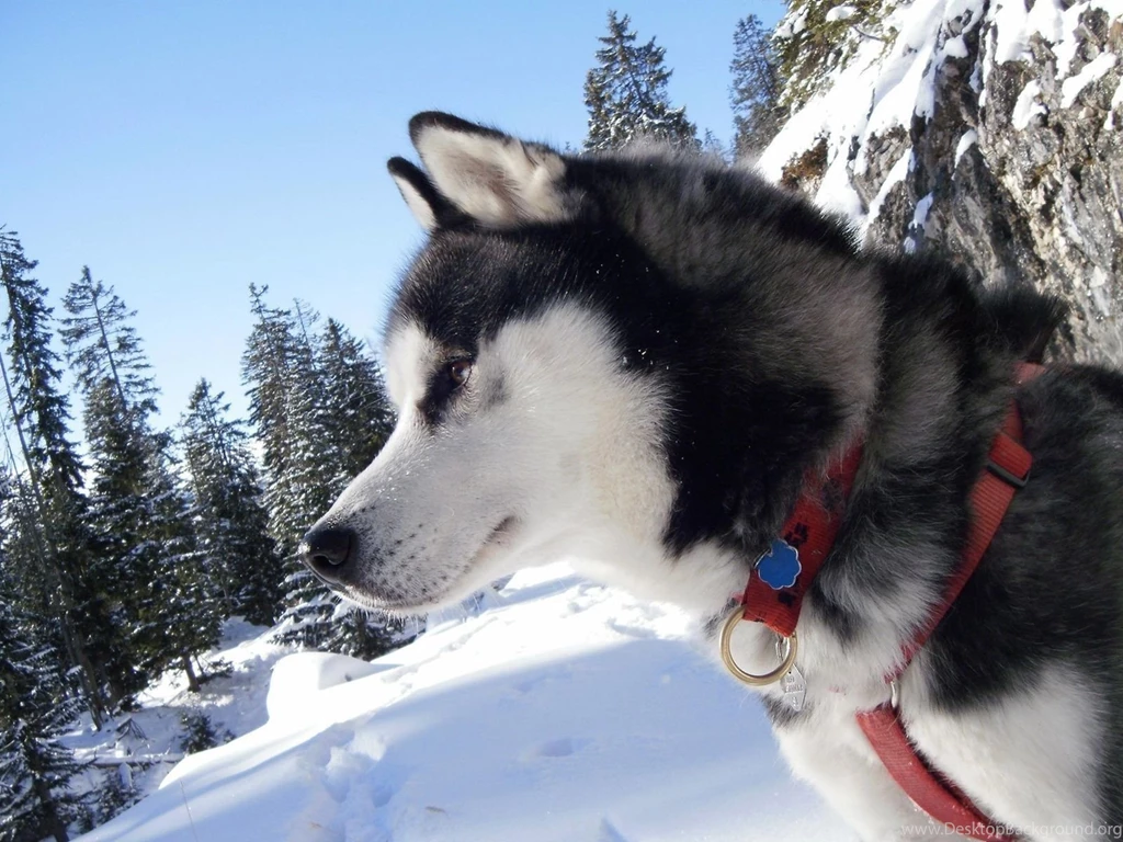 Alaskan Malamute With A Red Collar Wallpapers And Images ...