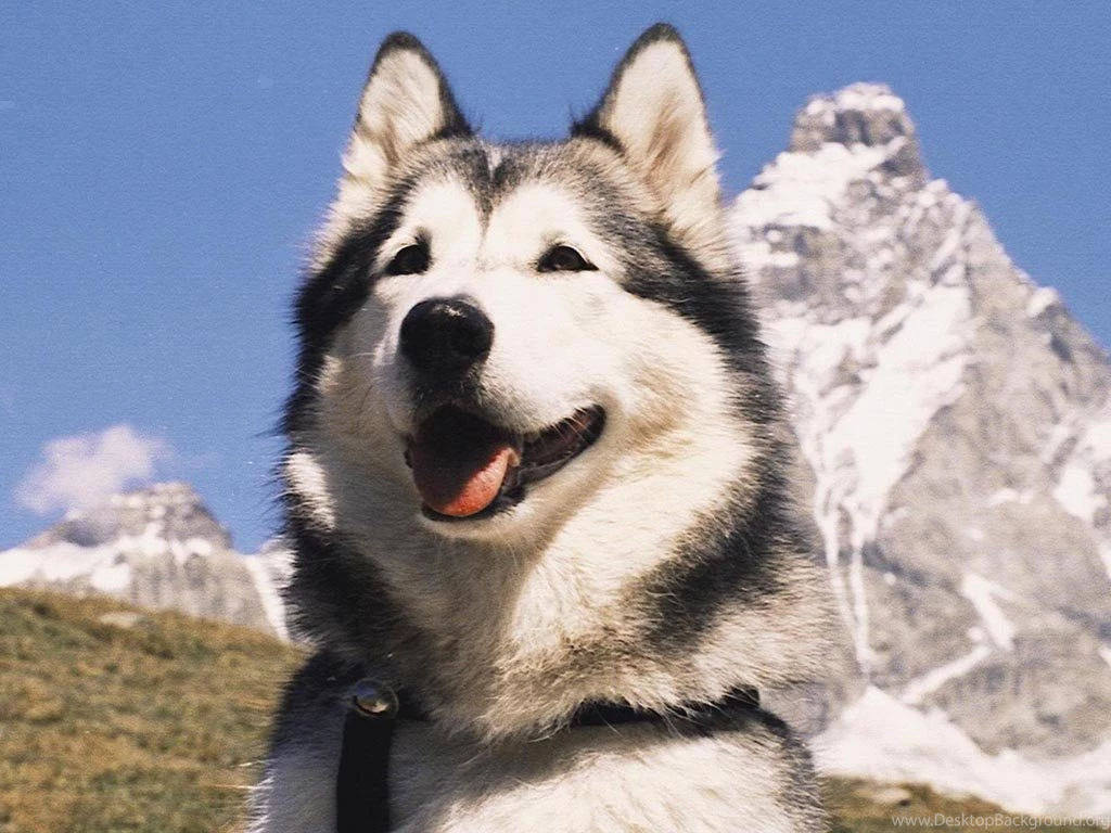 Malamute Dog Wallpapers ImgMob
