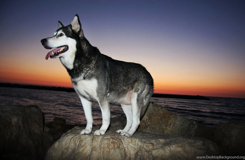 Alaskan Malamute At The Sunset Photo And Wallpaper. Beautiful ...