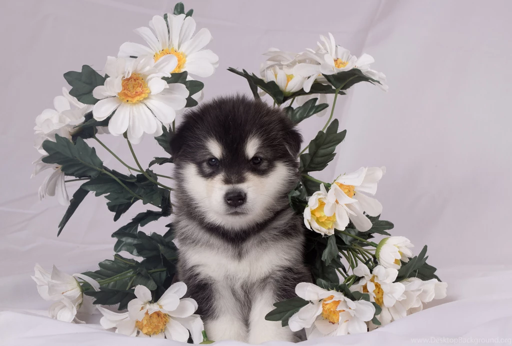 Small Alaskan Malamute In Flowers Wallpapers And Images ...
