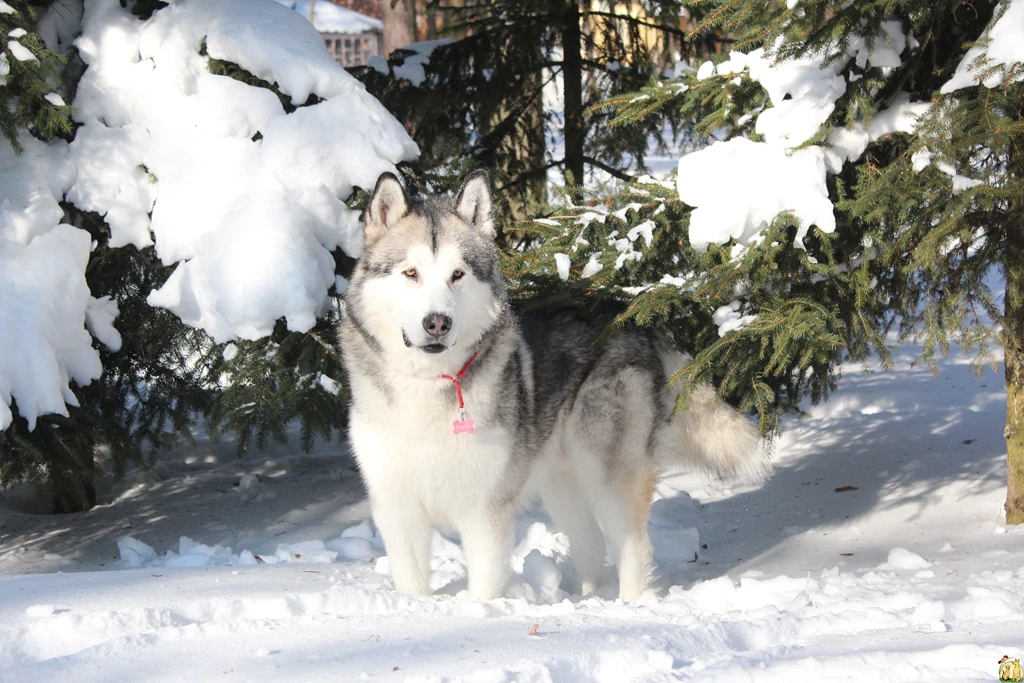 Beautiful Alaskan Malamute Stands In The Snow Wallpapers And ...