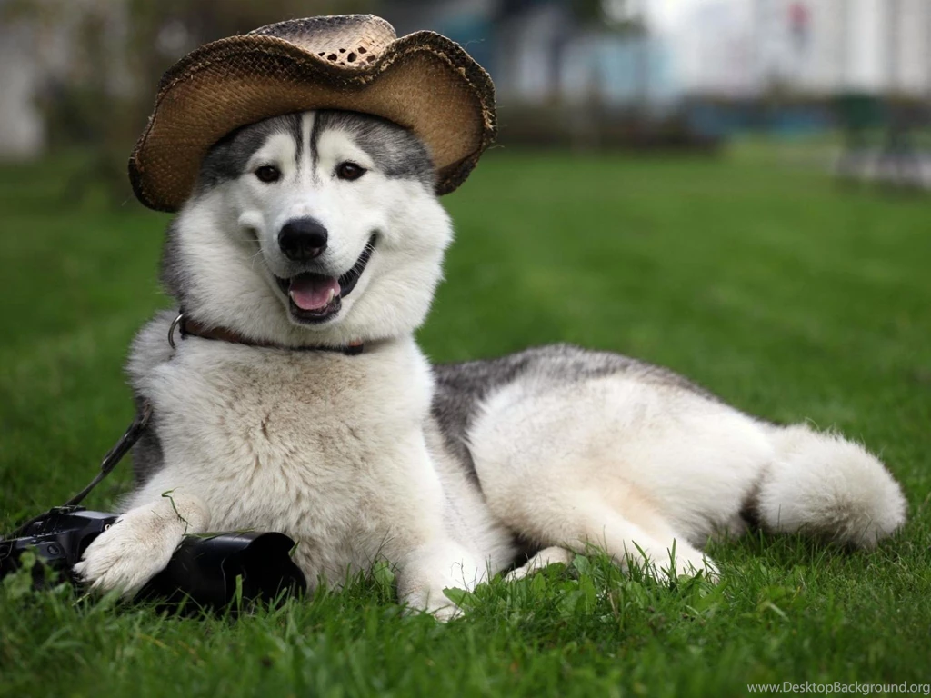 Happy Alaskan Malamute In The Hat Wallpapers And Images ...