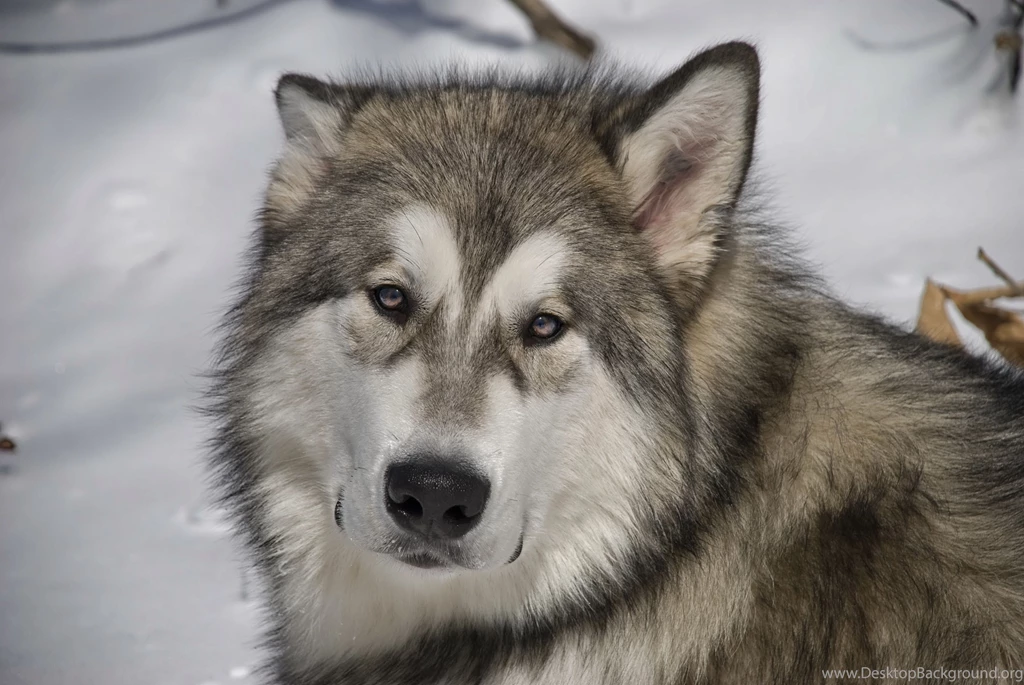 Sad Alaskan Malamute Wallpapers And Images Wallpapers, Pictures ...