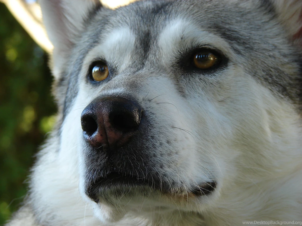Alaskan Malamute Macro Photo And Wallpaper. Beautiful Alaskan ...