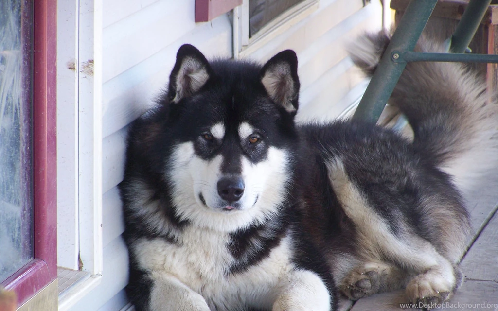 Alaskan Malamute Resting Photo And Wallpaper. Beautiful Alaskan ...