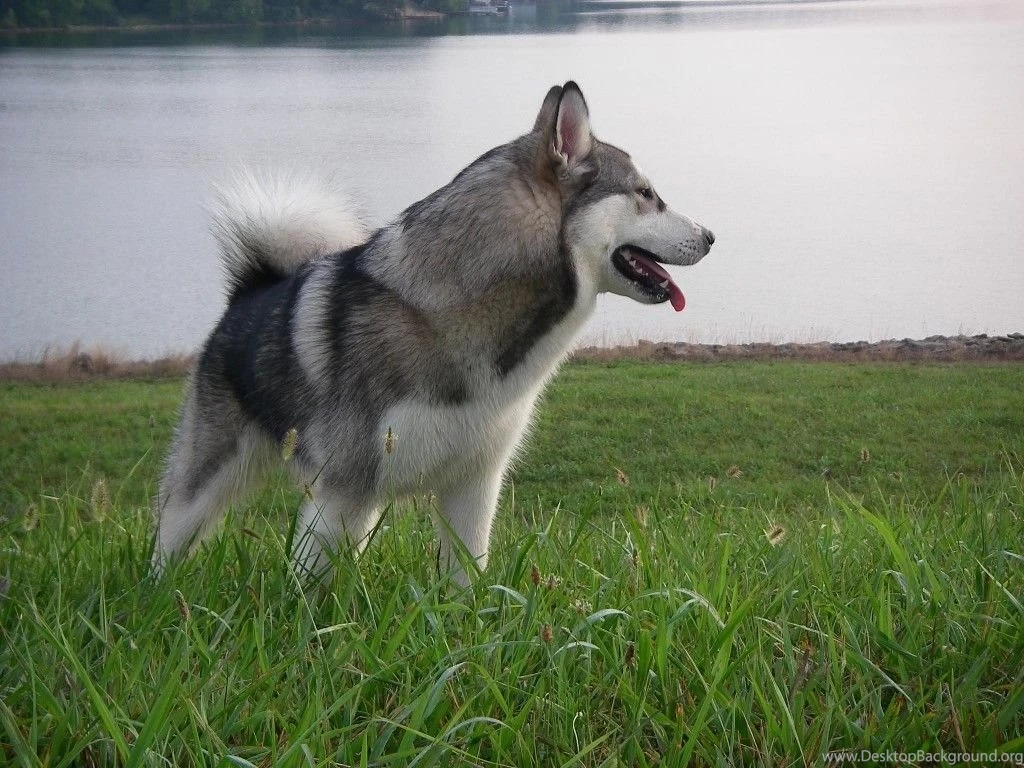 Alaskan Malamute Puppy, Picture And Wallpapers