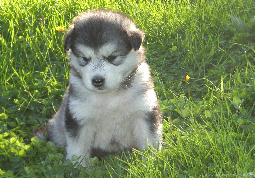 Young Alaskan Malamute Photo And Wallpaper. Beautiful Young ...