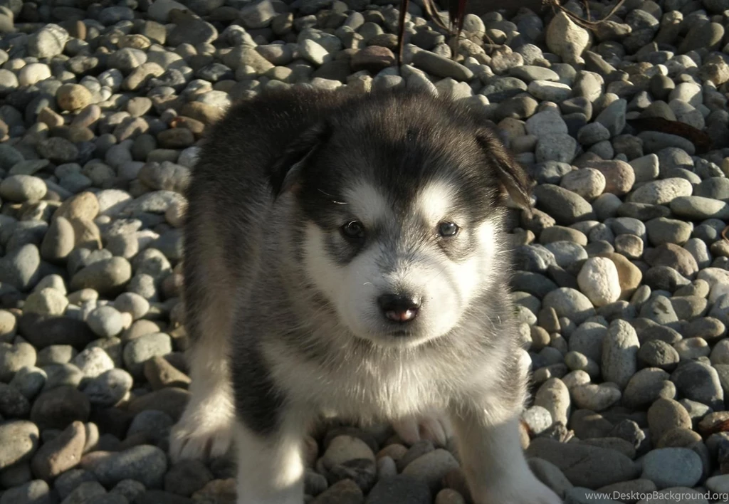 Alaskan Malamute On The Shingle Photo And Wallpaper. Beautiful ...