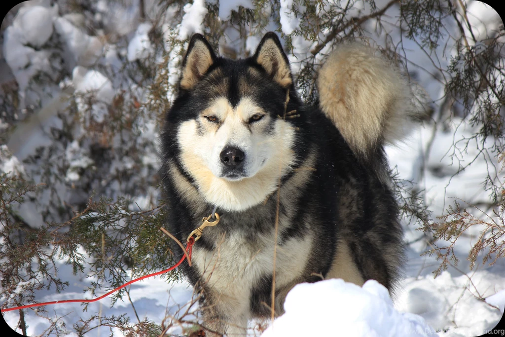 Sampson: Full Blooded Alaskan Malamute By XXxSouthernHeartxXx On ...