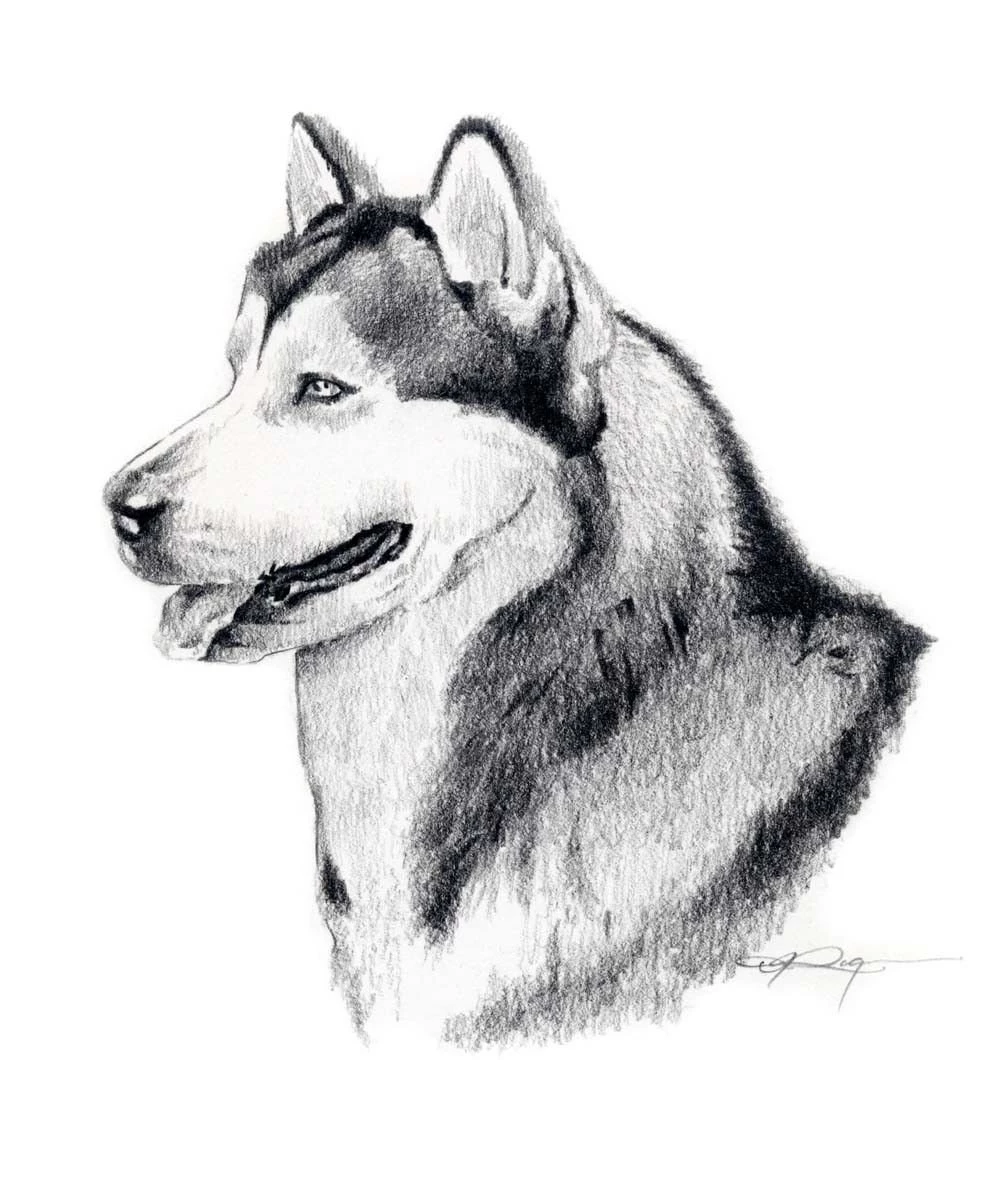 Line Drawing Alaskan Malamute Photo And Wallpaper. Beautiful Line ...