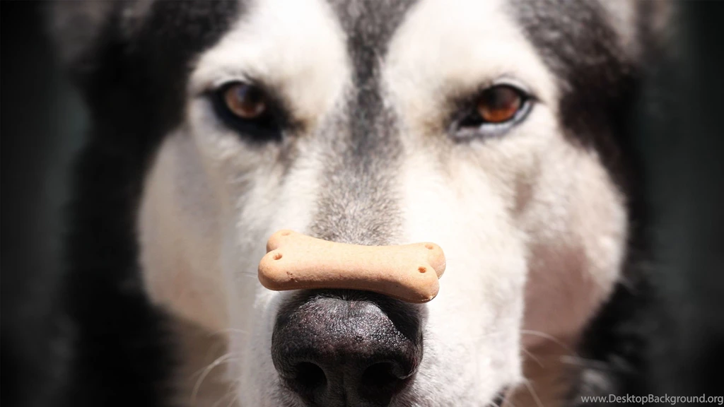 Download Wallpapers 3840x2160 Alaskan Malamute, Dog, Food, Face ...