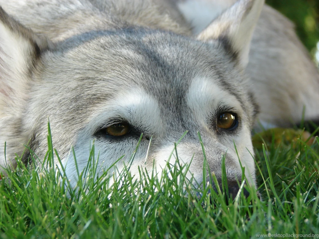 Grey And White Alaskan Malamute Sam Photo And Wallpaper. Beautiful ...