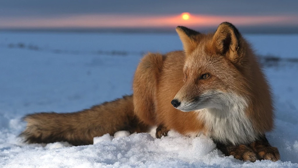 Fox Computer Wallpapers, Desktop Backgrounds