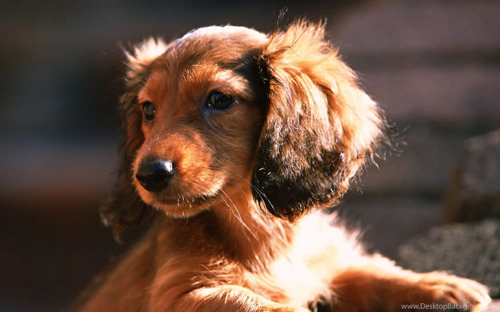 Miniature Dachshund Puppies Wallpapers Puppy Miniature Dachshund ...