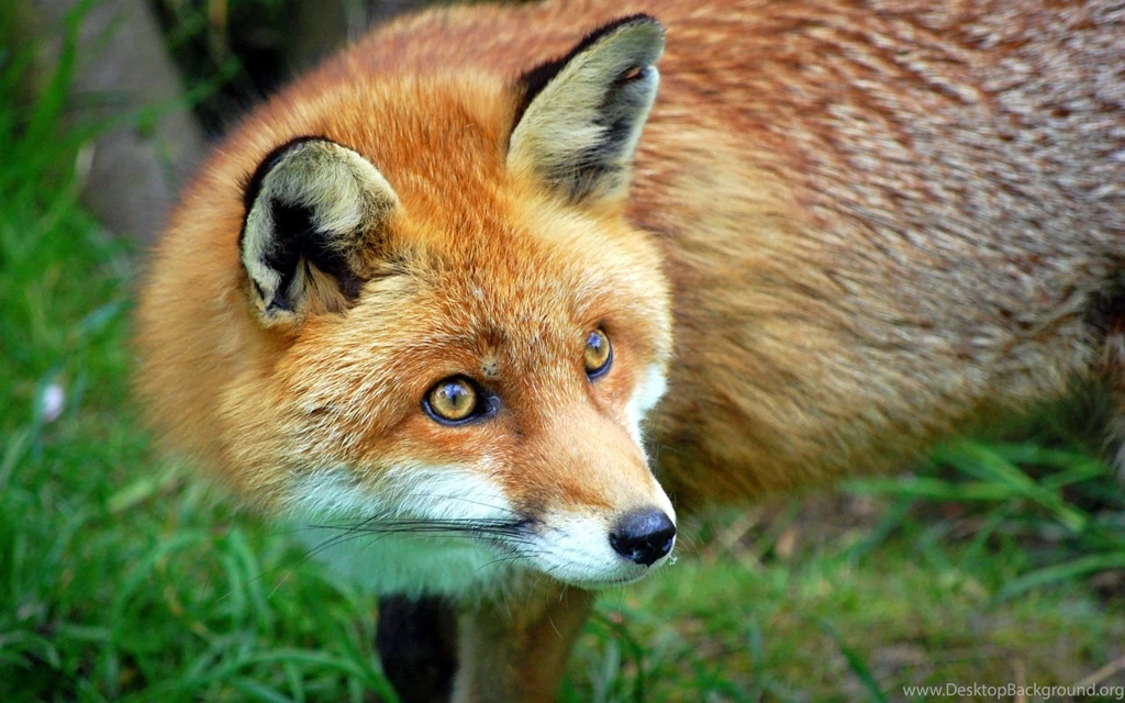 Fox Animals Pictures
