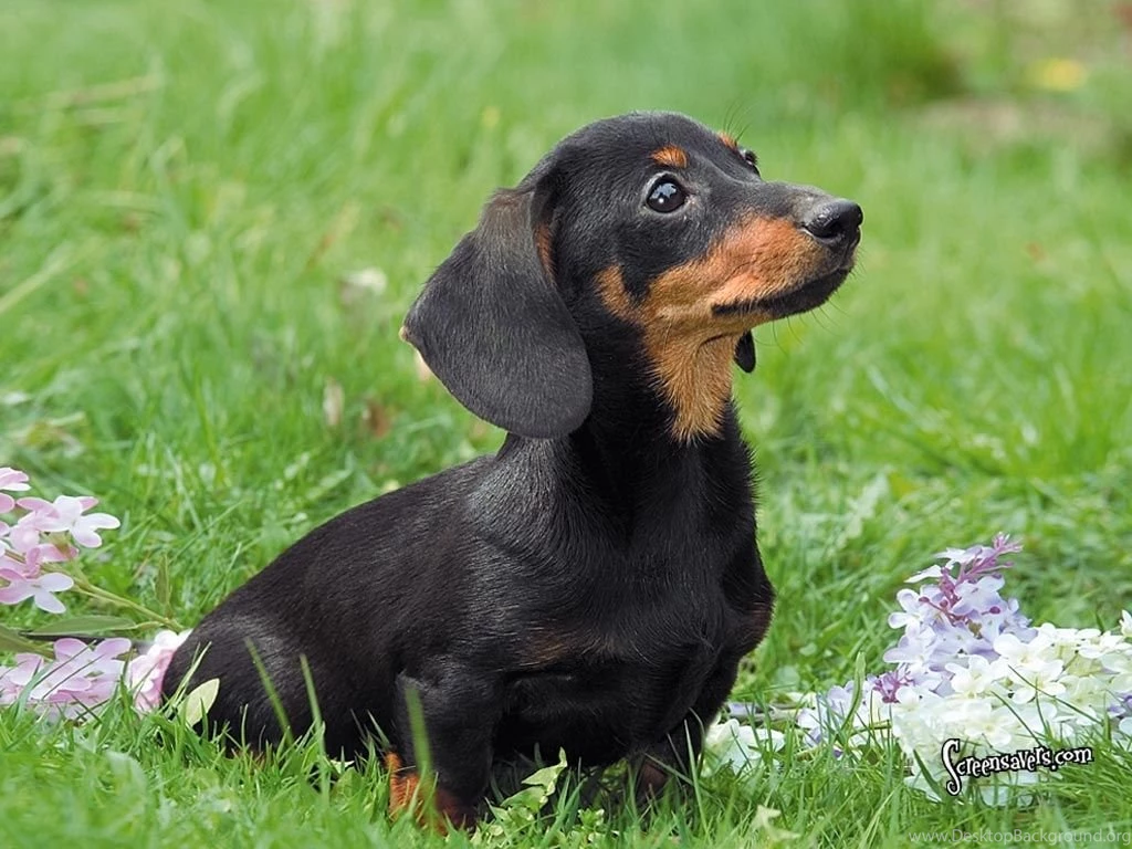 Dachshund_computer_wallpaper_puppies 1024x768.jpg