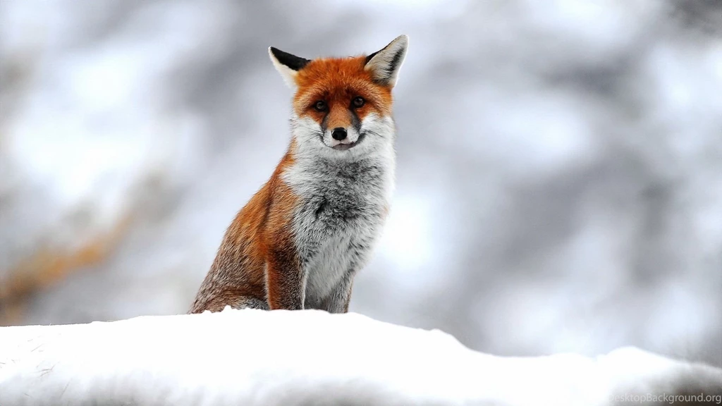 1920x1080 Cute Small Fox Desktop PC And Mac Wallpapers