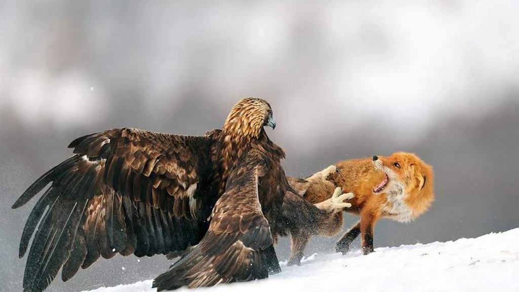 Eagle Desktop Wallpapers