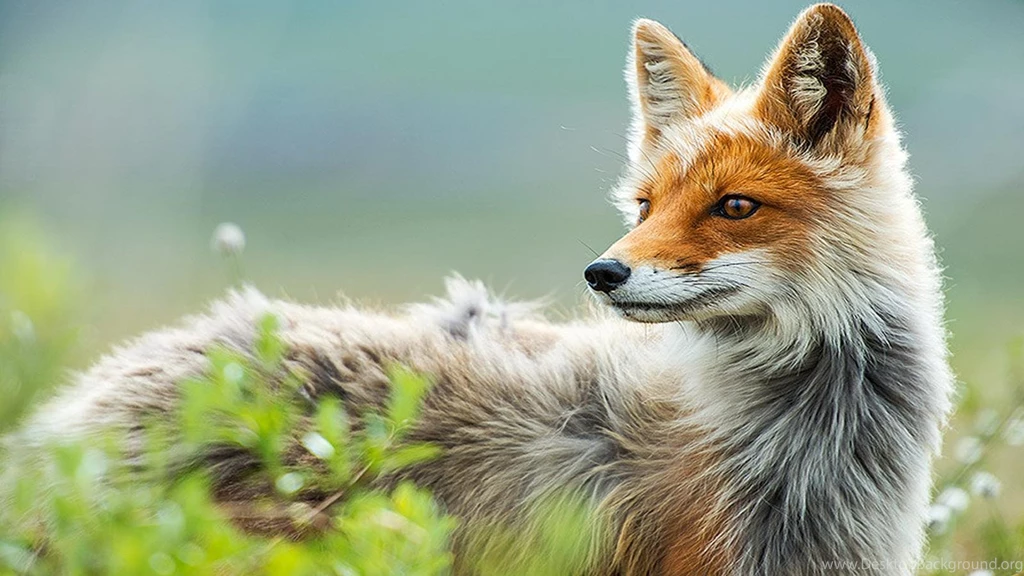 Fox Wallpapers