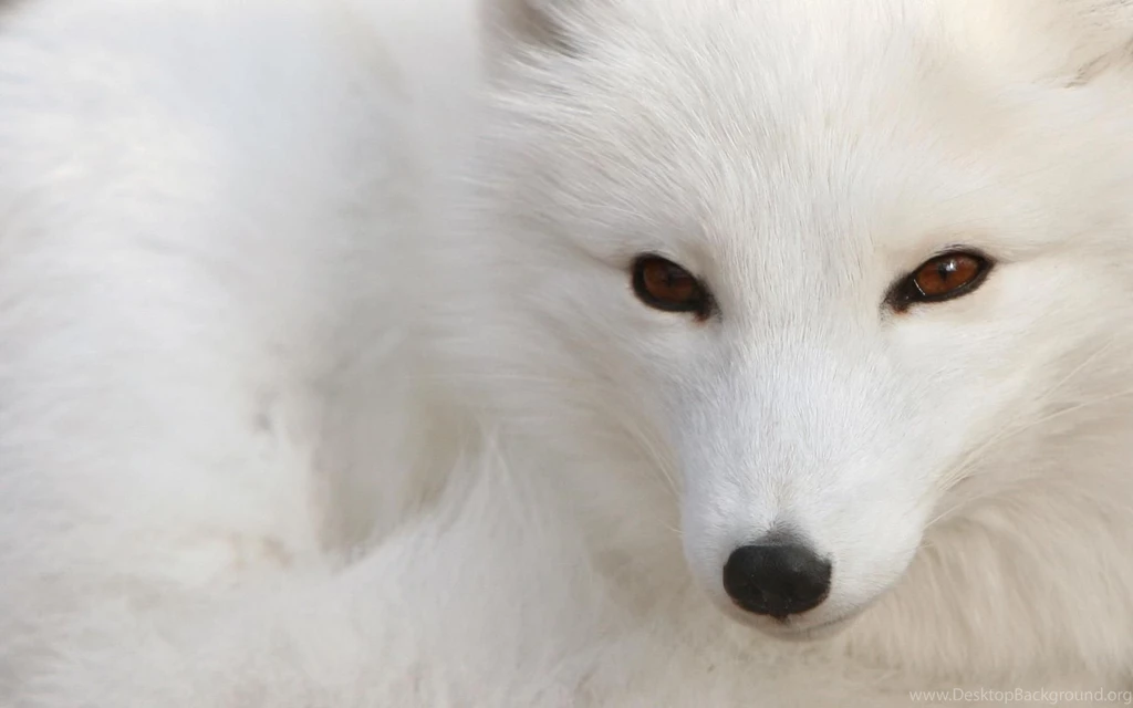 Animals: Polar Fox, Desktop Wallpapers Nr. 37317