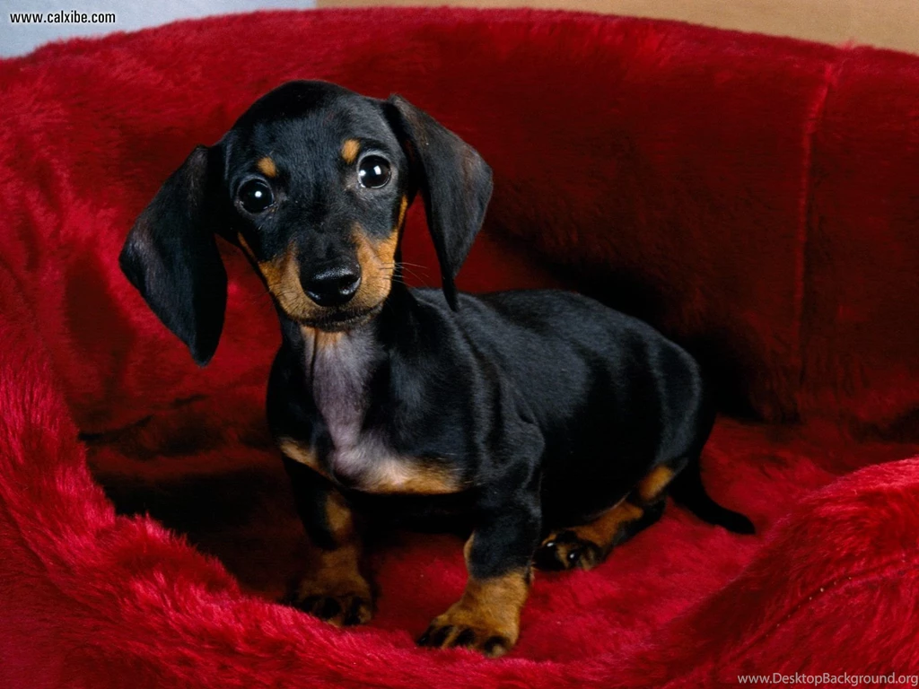 Animals: Dachshund Puppy, Picture Nr. 14303